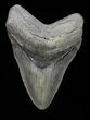 Giant, Fossil Megalodon Tooth - Georgia #72767-1